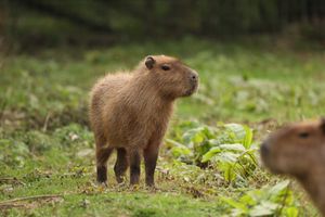 Cinnamon the capybara.
