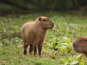 Supporting image for story: 'I thought it was a prank': Telford zoo offers advice on escaped Hampshire capybara