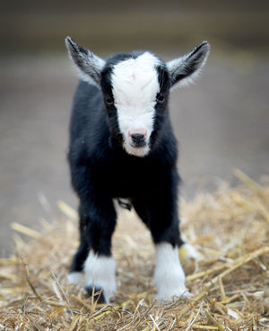 Tony Scott, from Scotty's Donkey and Animal Park, Norton, with a new born baby pygmy goat. He believes it is the smallest one they have ever seen as it stands at only seven inches tall