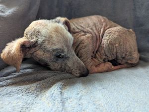 Supporting image for story: Couple banned from keeping animals after two dogs neglected at Oldbury home had to be put down