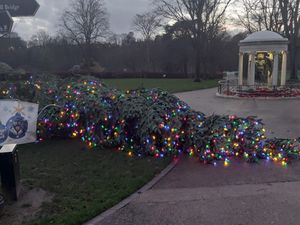 Supporting image for story: Storm Bram takes down giant Shrewsbury Christmas tree as strong winds hit Shropshire