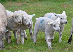 Northycote farm's spring lambs.