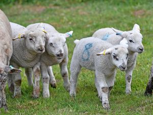 Supporting image for story: Three generations of visitors flock to see adorable lambs at 'hidden gem' Wolverhampton farm