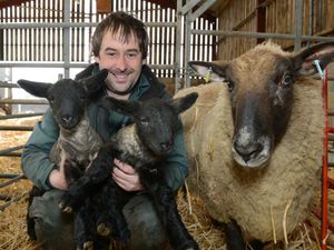 Supporting image for story: Lamb arrivals at Market Drayton farm centre 