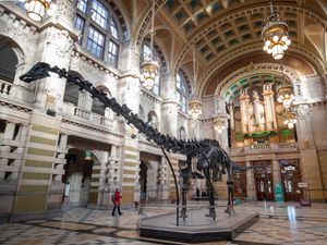 Supporting image for story: UK’s ‘most popular’ dinosaur Dippy heading to Coventry