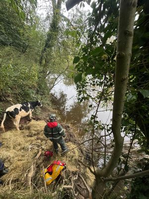 The cow being rescued on Sunday (picture: SFRS)