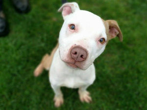 Supporting image for story: Animal rehoming falls as RSPCA launches Adoptober campaign - but Shropshire bucks the trend