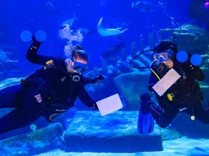 Supporting image for story: Sea Life counts more than 30,000 aquatic creatures in annual stocktake