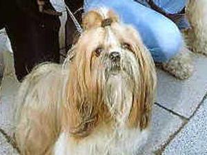 Supporting image for story: Curtain falls on Shropshire stage star Suzy