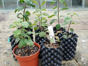 Supporting image for story: Search on to find homes for Isaac Newton’s space seed saplings