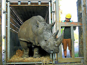 Supporting image for story: New home for Lucy the rhino from West Midland Safari Park