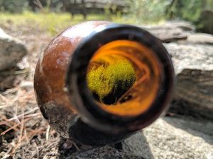 Supporting image for story: This uncle and his nephews found a forest hidden in an old bottle dropped in a forest