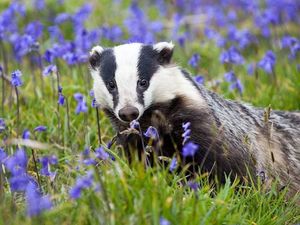 Supporting image for story: Policing badger cull costs West Mercia Police £260,000