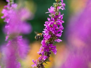 Supporting image for story: Bumblebees show signs of pesticide ‘addiction’