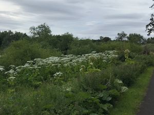Supporting image for story: Plant that can cause severe skin burns found next to major Telford road