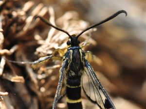 Supporting image for story: Exciting discovery as rare moth found in Staffordshire nature reserve