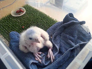 Supporting image for story: Telford fire crew to the rescue as growth spurt sets Bell ringing