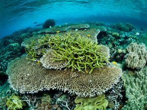 Coral reef