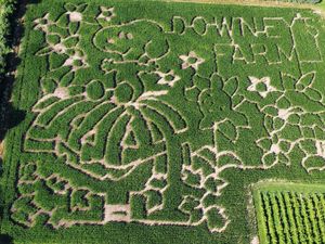 Supporting image for story: North American farmers honour Peanuts creator Charles M Schulz with corn mazes