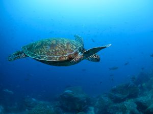 Supporting image for story: Nations ratify the world’s first treaty to protect international waters