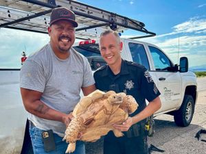 Supporting image for story: Large tortoise rescued from Arizona highway after escaping from ostrich ranch