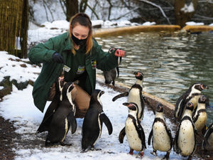 Supporting image for story: Outpouring of support for zoo after tragic deaths of dozens of penguins from malaria