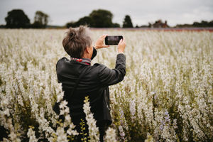 The county's latest attraction, Shropshire Petal Fields, has opened.