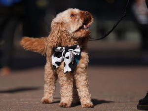 Supporting image for story: Dog owners could face new restrictions in two Lichfield district parks under new protection orders