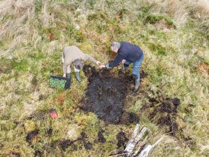 Supporting image for story: Mass planting to boost rare butterfly numbers in the Shropshire Hills