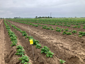 Supporting image for story: Biostimulants boost blight threatened potatoes, trial says
