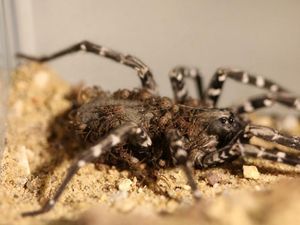 Supporting image for story: Zoological Society of London reveals breeding success for rare spider species