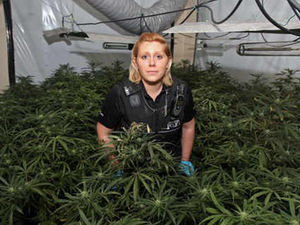 Supporting image for story: 500 cannabis plants found in house