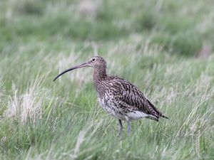 A female curlew