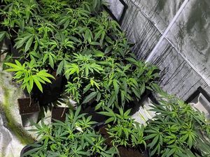 Supporting image for story: Man arrested after 60 cannabis plants found at Telford home 

 