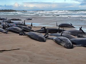 Supporting image for story: Experts give up hope for 157 false killer whales stranded on Tasmania beach
