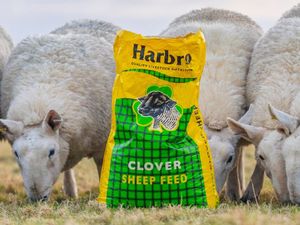 Supporting image for story: Harbro aims to grow presence and secure long-term growth