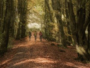 Supporting image for story: The stunning woodland images captured by Newport Photography Society members