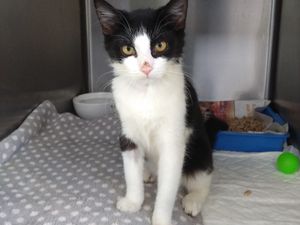 Supporting image for story: Appeal as injured kitten 'dumped out in the street like rubbish'