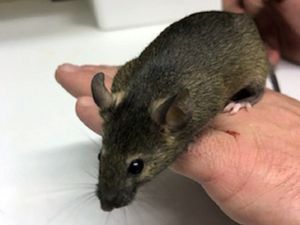 Supporting image for story: From Netflix to Wales for Tipper the mouse starring in new television series