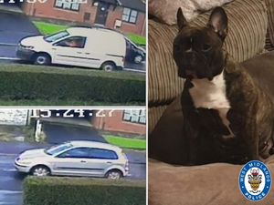 Supporting image for story: French Bulldog stolen from house in Wolverhampton