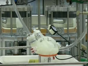 Supporting image for story: Researchers have developed an artificial, silicone heart and it’s nearly as good as the actual thing