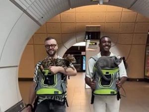 Supporting image for story: Animal charity asks TfL to remove ‘disturbing’ post about taking cats on Tube