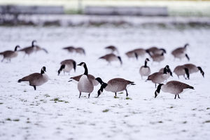 Geese at Wolverhampton Racecourse. Picture date: Tuesday January 6, 2026. PA Photo. Photo credit should read: David Davies/PA Wire.RESTRICTIONS: Use subject to restrictions. Editorial use only, no commercial use without prior consent from rights holder.