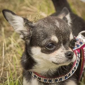 DogFest. All pictures from: https://dog-fest.co.uk/cheshire