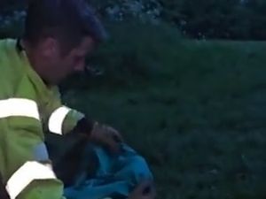 Supporting image for story: Dudley firefighters free injured deer trapped in fence