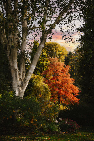 Dorothy Clive Garden near Market Drayton open weekend. In Picture: A Taxodium Distichum tree lit beautifully by the sun