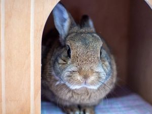 Supporting image for story: Rescue bunny Casanova receives just a single rehoming enquiry in 200 days