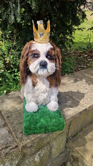 Bella wearing her celebratory crown
