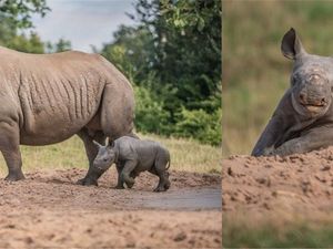Supporting image for story: This cute baby rhino playing in the sand at Chester Zoo will make your day