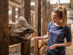 Supporting image for story: Help protect endangered rhinos at West Midland Safari Park
